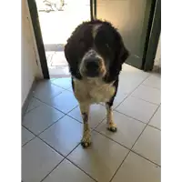 Foto dell\'animale cane - Matr. 2021/0993 - Microchip 380260004903499