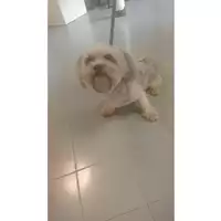 Foto dell\'animale cane - Matr. 2025/1318 - Microchip 380260171521610