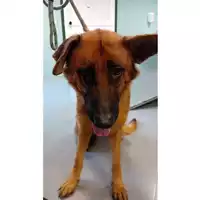 Foto dell\'animale cane - Matr. 2025/1320 - Microchip 380260170353770