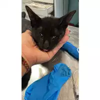 Foto dell\'animale gatto - Matr. 2025/1324 - Microchip 380260170353775