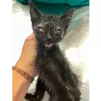 Foto dell\'animale gatto - Matr. 2025/1322 - Microchip 380260170353771