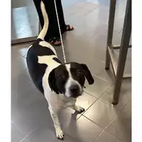 Foto dell\'animale cane - Matr. 2025/1321 - Microchip 380260170353773