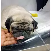 Foto dell\'animale cane - Matr. 2025/1323 - Microchip 900118000251355