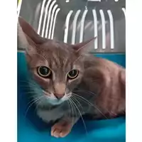 Foto dell\'animale gatto - Matr. 2025/1326 - Microchip 380260170353782
