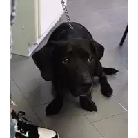 Foto dell\'animale cane - Matr. 2021/0994 - Microchip 380260100736540