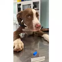 Foto dell\'animale cane - Matr. 25025/1329 - Microchip 380260170353789