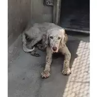 Foto dell\'animale cane - Matr. 2025/1339 - Microchip 380260170353795