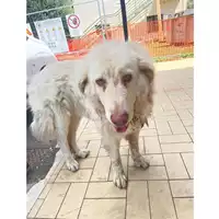 Foto dell\'animale cane - Matr. 2025/1345 - Microchip 380260140155578