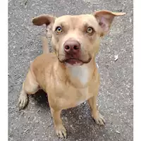 Foto dell\'animale cane - Matr. 2025/0203 - Microchip 380260170343518