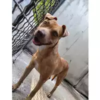 Foto dell\'animale cane - Matr. 2025/0203 - Microchip 380260170343518