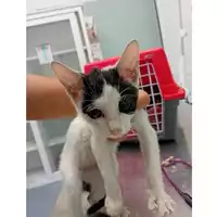 Foto dell\'animale gatto - Matr. 2025/1347 - Microchip 380260170352268