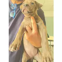 Foto dell\'animale cane - Matr. 2025/1355 - Microchip 380260170353212