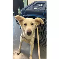 Foto dell\'animale cane - Matr. 2025/1364 - Microchip 380260170353205