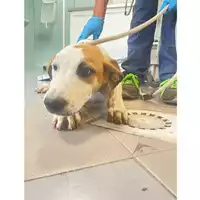 Foto dell\'animale cane - Matr. 2025/1365 - Microchip 380260170353218