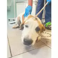 Foto dell\'animale cane - Matr. 2025/1366 - Microchip 380260170353203