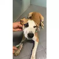 Foto dell\'animale cane - Matr. 2025/1367 - Microchip 380260170353211