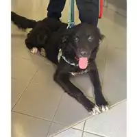 Foto dell\'animale cane - Matr. 2025/0819 - Microchip 380260170352762