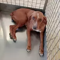 Foto dell\'animale cane - Matr. 2025/1372 - Microchip 380260170353216