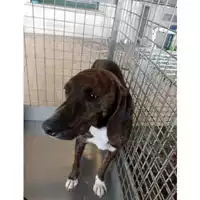 Foto dell\'animale cane - Matr. 2025/1370 - Microchip 380260101415560