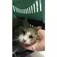 Foto dell\'animale gatto - Matr. 2025/1371 - Microchip 380260170353206