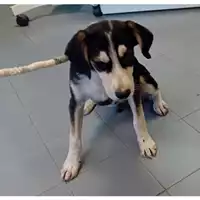 Foto dell\'animale cane - Matr. 2025/1368 - Microchip 380260170353899