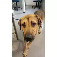 Foto dell\'animale cane - Matr. 2025/1375 - Microchip 380260044554685