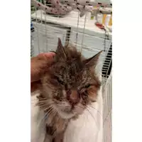 Foto dell\'animale gatto - Matr. 2025/1376 - Microchip 380260170353204