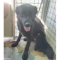 Foto dell\'animale cane - Matr. 2021/0997 - Microchip 380260044437409