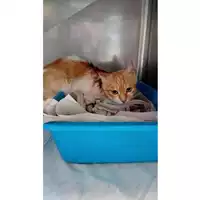 Foto dell\'animale gatto - Matr. 2025/1380 - Microchip 380260170353209