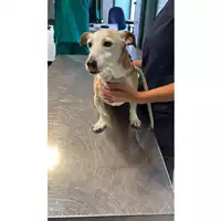 Foto dell\'animale cane - Matr. 2025/1382 - Microchip 380260170353897