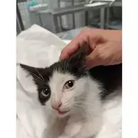 Foto dell\'animale gatto - Matr. 2025/1384 - Microchip 380260170353884