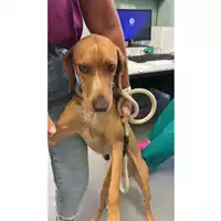 Foto dell\'animale cane - Matr. 2024/2179 - Microchip 380260102555272