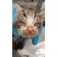 Foto dell\'animale gatto - Matr. 2025/1386 - Microchip 380260170352269
