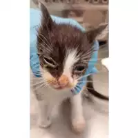 Foto dell\'animale gatto - Matr. 2025/1387 - Microchip 380260170352266
