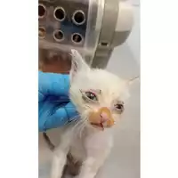 Foto dell\'animale gatto - Matr. 2025/1385 - Microchip 380260170352267