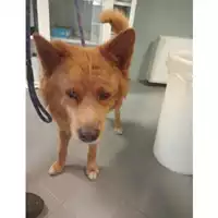 Foto dell\'animale cane - Matr. 2025/1389 - Microchip 380260101166332