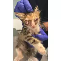 Foto dell\'animale gatto - Matr. 2025/1394 - Microchip 380260170352462