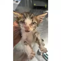 Foto dell\'animale gatto - Matr. 2025/1393 - Microchip 380260170352460