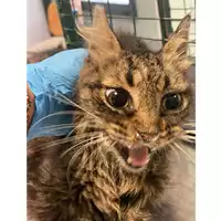 Foto dell\'animale gatto - Matr. 2025/1402 - Microchip 380260170352102