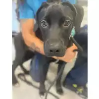 Foto dell\'animale cane - Matr. 2025/1400 - Microchip 380260170352106