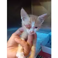 Foto dell\'animale gatto - Matr. 2025/1405 - Microchip 380260170352112