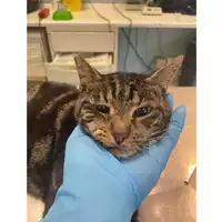 Foto dell\'animale gatto - Matr. 2025/1410 - Microchip 380260170352119