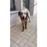 Foto dell\'animale cane - Matr. 2025/1408 - Microchip 380260004727746