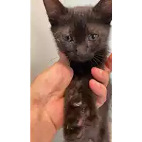 Foto dell\'animale gatto - Matr. 2021/1000 - Microchip 380260044441574