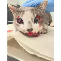 Foto dell\'animale gatto - Matr. 2025/1419 - Microchip 380260170352279