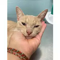 Foto dell\'animale gatto - Matr. 2025/1417 - Microchip 380260170352278