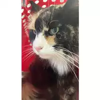 Foto dell\'animale gatto - Matr. 2025/1421 - Microchip 380260170353093