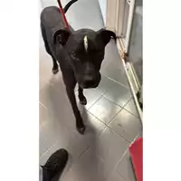 Foto dell\'animale cane - Matr. 2025/1416 - Microchip 380260170352108