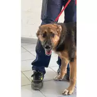 Foto dell\'animale cane - Matr. 2025/1418 - Microchip 380260170353086