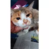 Foto dell\'animale gatto - Matr. 2025/1422 - Microchip 380260170353096